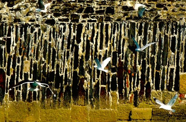 Fragments - 2013<br /><br /><h6>Cornwall: Seagulls</h6>  Artistâ€™s photographic print on Somerset Velvet 2/5 <br /> 400mm x 300mm H <br /><br /><br /><br /><br /><br /><br /><h7>For sale</h7>